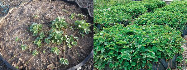 Strawberry plants