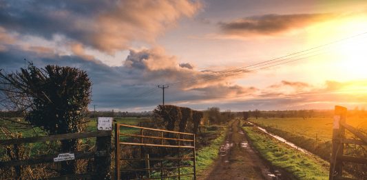 Bugging out in place