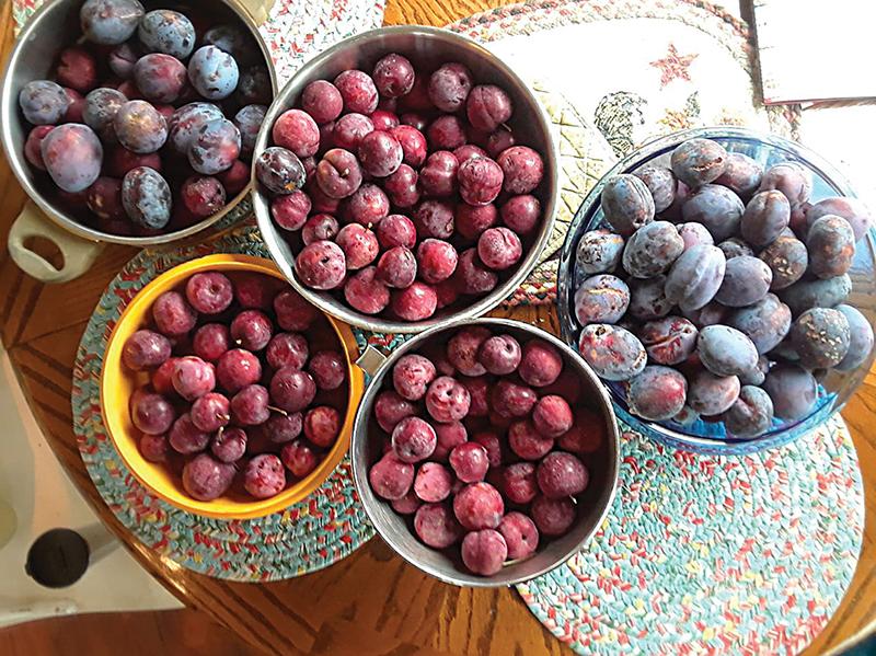 Preserving plums - Backwoods Home Magazine