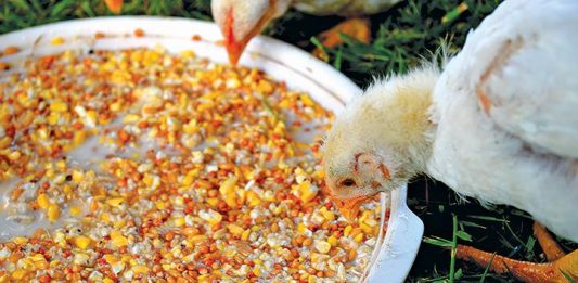 Fermenting Chicken Feed