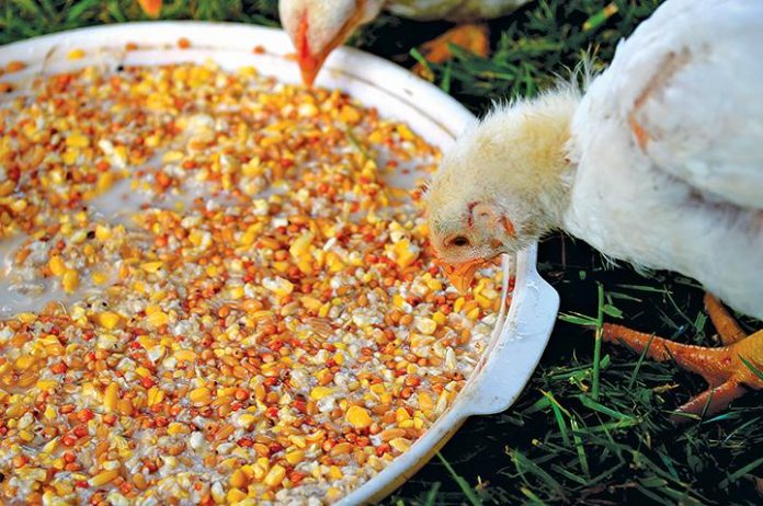 Fermenting Chicken Feed - Backwoods Home Magazine