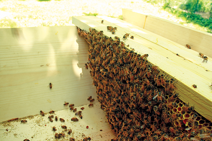 6 Cherry Lines on the Outside Cutting Board - the beehive