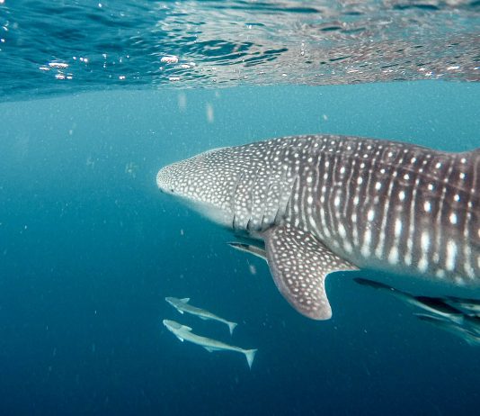 Gee-Whiz: Bad Fish, Big Fish