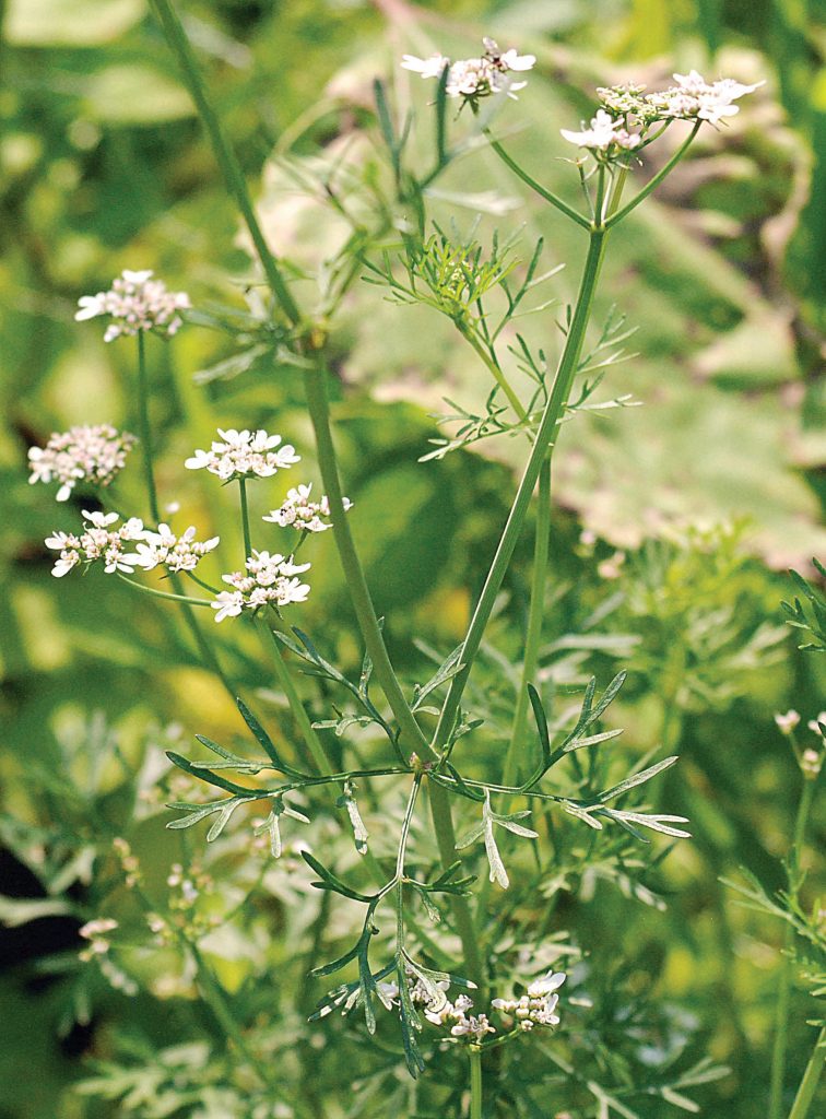 Growing and Using Cilantro Backwoods Home Magazine