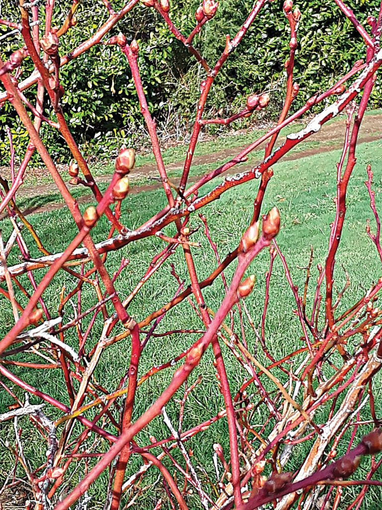 Pruning Blueberries Backwoods Home Magazine