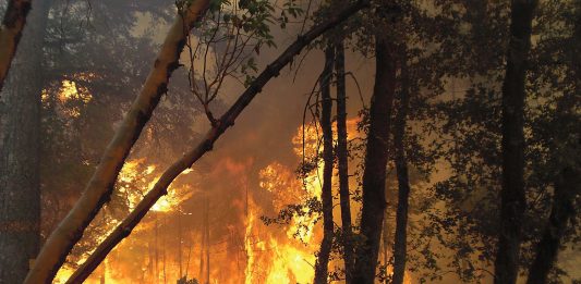 Wildfires: Before, During, After