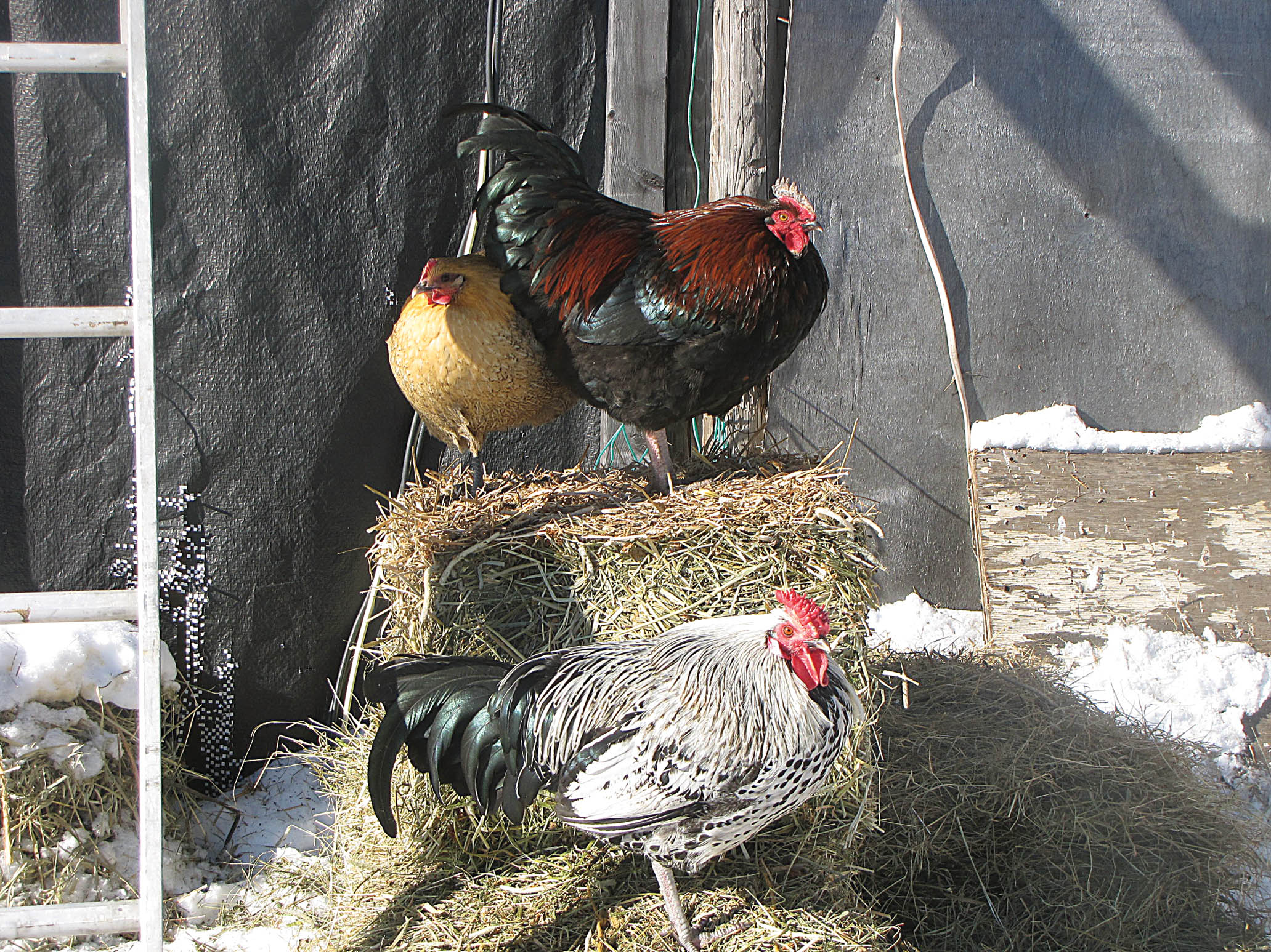 Keeping Chickens Warm in Extreme Cold Winter Weather