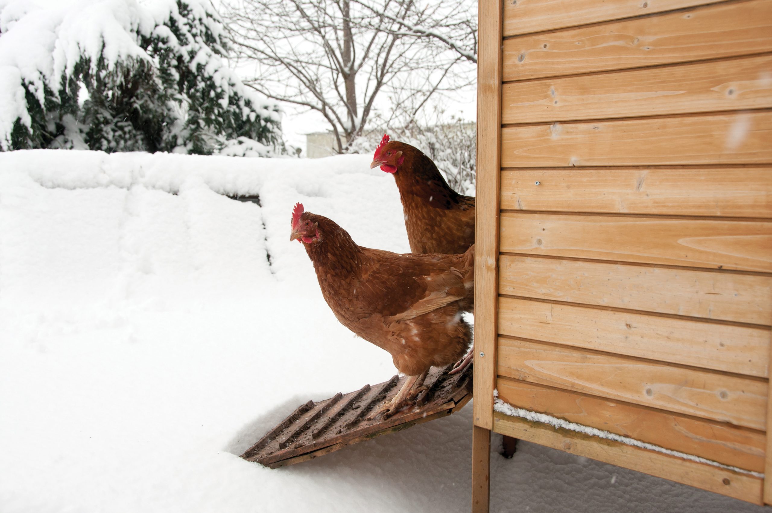 Keeping Chickens in Serious Winter - Northern Homestead