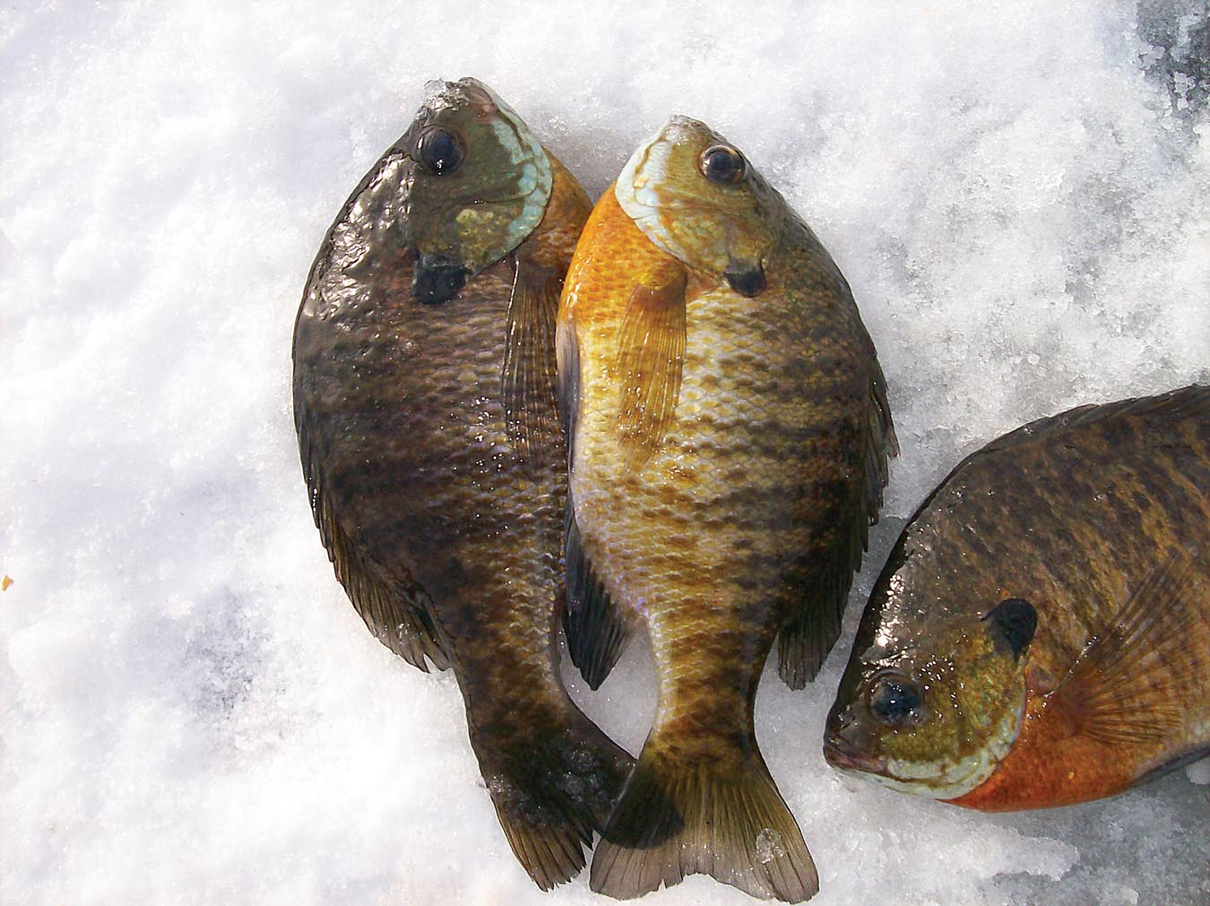 Step onto the ice and catch tonight's dinner - Backwoods Home Magazine