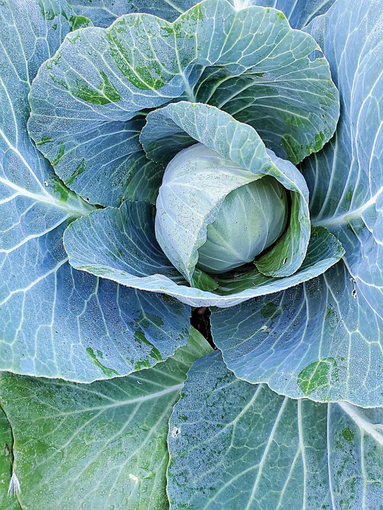 Seven Tactics For Planning Next Year s Garden Backwoods Home Magazine 12-effective-ways-to-get-rid-of-groundhogs-for-good-get-rid-of