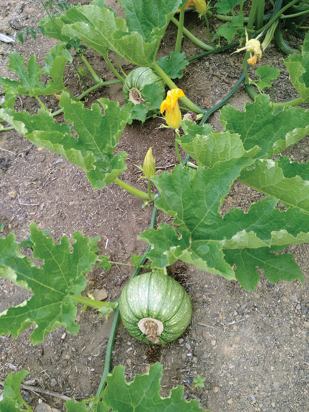 Grow some winter squash this year Backwoods Home Magazine