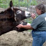 Visiting the donkeys