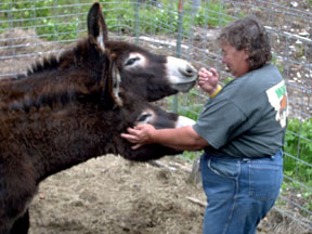 Visiting the donkeys