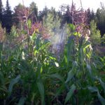 Corn