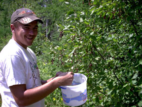 David helped picked so Mom could make his favorite dessert.