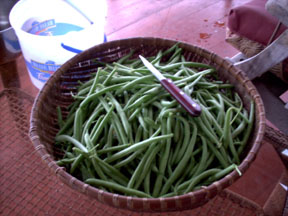 Green beans