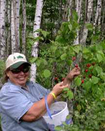 Jackie picking plums