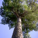 This majestic white pine is generations old.