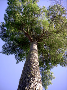 This majestic white pine is generations old.