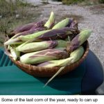 ears-fo-corn-psd-copy.jpg