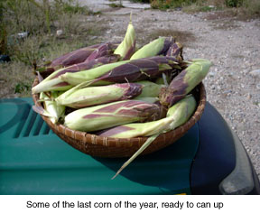 ears-fo-corn-psd-copy.jpg