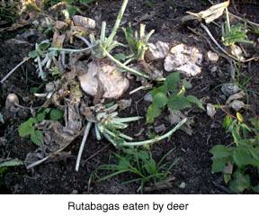 Rutabagas eaten by deer