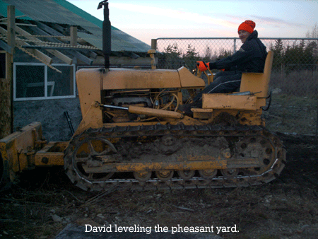 David leveling the new pheasant yard