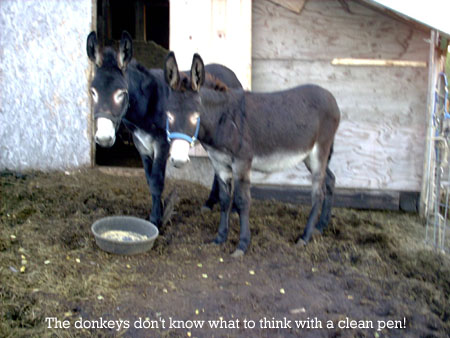 The donkeys don’t know what to think with a clean pen.