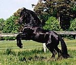Friesian horse