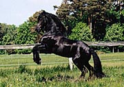 Friesian horse