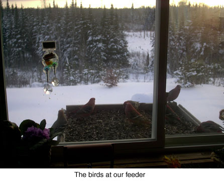 the-birds-at-our-feeders-jpeg.jpg