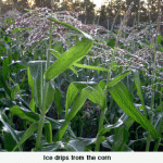 ice-drips-from-the-cornweb-jpeg