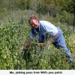 pea-pickingweb-jpeg