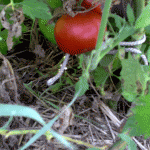 tomatoweb-jpeg