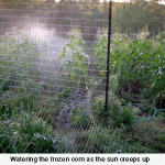 watering-frozen-cornweb-jpeg