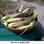 corn-getting-ripeweb-jpeg