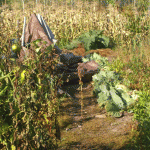 garden-under-tarps-web-jpeg