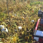 hopi-pale-grey-squash-web-jpeg1