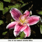 lillyweb-jpeg