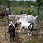 the-triplets-in-the-goat-corralweb-jpeg