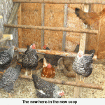 chicken-coop-web-jpeg