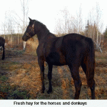 orchard-and-hauling-round-balesweb-jpeg