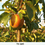 the-apple-001web-jpeg