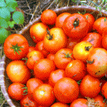 tomatoes-002web-jpeg