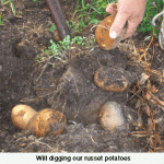 will-digging-our-russet-potatoesweb-jpeg