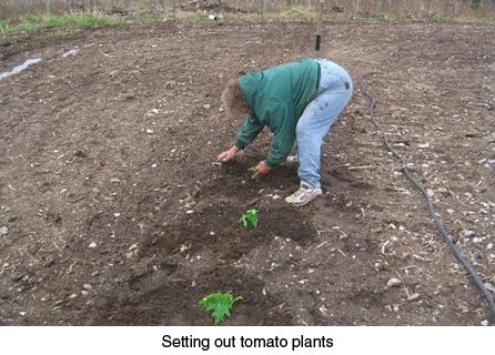 plantingtomatoes