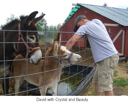 david-with-donkeys