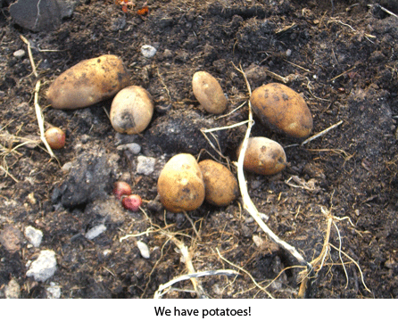 potatoes