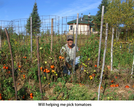 will-tomatoes