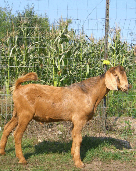 buck-goat